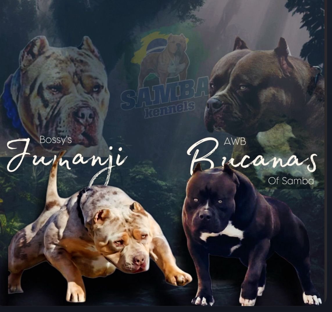 Puppies — Sambakennels